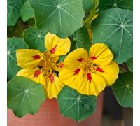 semi di nasturzio rampicanti - selvatici di balcone estivi decorazione in serra 100pcs