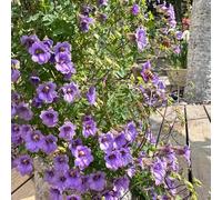 semi di nasturzio rampicanti - selvatici perenni e resistenti decorazione ufficio esotiche aiuola rialzata 15pcs