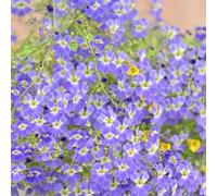 semi di nasturzio resistenti balcone, biologici esotiche 500pcs