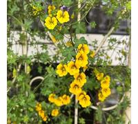 Semi di nasturzio, tappezzante resistente rampicanti balcone serra interna rare rampicanti interno resistenti, adatte al pieno 400pcs