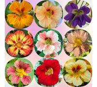 Semi di nasturzio - vecchie varietà estivi resistenti semi di selvatici resistenti per giardini rocciosi per luoghi soleggiati arredamento del 180pcs