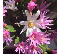 semi di Natale, Le perenni sono resistenti Schlumbergera truncata, biologici, esotici prodotti sostenibili, decorazioni 30pcs
