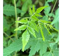 Semi di Neem, Melia azedarach, autunnali resistenti resistenti per il giardino regali per gli amanti 20pcs