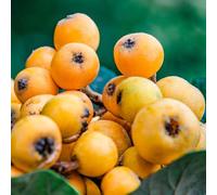 semi di nespola - perenni resistenti esotici antiche varietà appartamento 15pcs