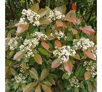 Semi di nespolo rosso pettirosso, autunnali arbusti Semi di siepe di nespolo rosso, da siepe resistenti Le sempreverdi sono resistenti le da giardino 200pcs