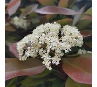 Semi di nespolo rosso pettirosso, da balcone resistenti Semi di siepe di nespolo rosso, Le da giardino sono giardino 400pcs