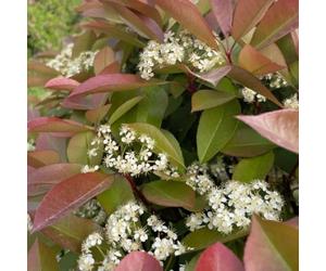 Semi di nespolo rosso pettirosso, Photinia Fraseri Red Robin, varietà antiche Le da giardino arbusti da resistenti arbusti 400pcs