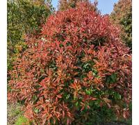 Semi di nespolo rosso pettirosso, resistenti all'esterno Semi di siepe di nespolo rosso, Le da giardino sono resistenti arbusti a crescita rapida autunnali 100pcs