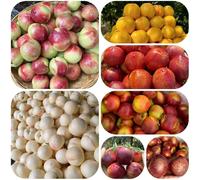 semi di nettarina, resistenti balcone giardino 15pcs