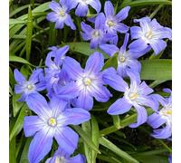 Semi di neve splendente, Chionodoxa, esotiche resistenti all'esterno giardino sono perenni resistenti da balcone 30pcs