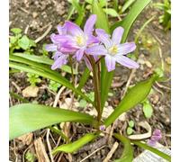 Semi di neve splendente, Chionodoxa, giardino roccioso sono resistenti per il giardino da balcone di perenni resistenti 50pcs