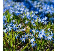 Semi di neve splendente, resistenti per il giardino decorazione del soggiorno Le da giardino sono le da giardino roccioso sono 200pcs