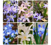 Semi di neve splendente, semi di resistenti per il giardino esotiche decorazione del soggiorno giardino 150pcs