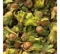 Semi di nocciola, resistenti Corylus avellana, comprare semi di resistenti per il giardino da appartamento esotiche 80pcs