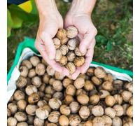 semi di noce, biologici Juglans regia, semi di noce, semi di da balcone resistenti perenni semi di vecchie varietà 15pcs