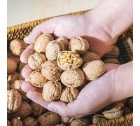 semi di noce, comprare semi di Juglans regia, semi di noce, da balcone all'esterno resistenti 8pcs