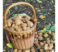 Semi di noce, Juglans regia, perenni esotiche resistenti da giardino 5pcs