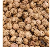 Semi di noce, Juglans regia, perenni resistenti per il giardino semi di da balcone verdi 15pcs