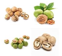 Semi di noce, Juglans regia, semi biologici resistenti da balcone resistenti 6pcs