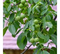 Semi di noce, Juglans regia, semi di esotiche da giardino acquisto biologici 8pcs