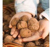 semi di noce, resistenti Juglans regia, semi di noce, esotiche perenni semi vecchie varietà comprare 12pcs