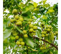 semi di noce, semi di resistenti Juglans regia, semi di noce, perenni semi di da giardino acquisto comprare 6pcs