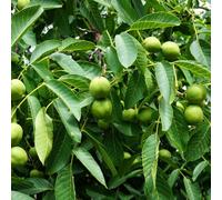 semi di noce, semi vecchie varietà Juglans regia, semi di noce, comprare semi di perenni da balcone 2pcs