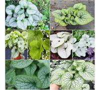 semi di nomeolvides del caucaso interni balcone adatti per i pascoli di per posti soleggiati estate 150pcs