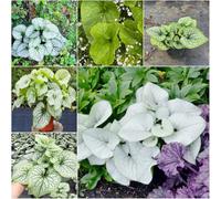 semi di nomeolvides del Caucaso medicinali selvatici bonsái prado de sombra jardín 300pcs