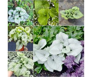 semi di nomeolvides del Caucaso medicinali selvatici bonsái prado de sombra jardín 300pcs