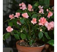 Semi di non mi toccare balcone rialzata impatiens, resistenti per giardini rocciosi resistenti estivi biologici per i luoghi soleggiati 100pcs