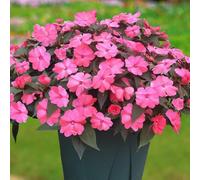 Semi di non mi toccare decorazioni giardino per esterni impatiens, estivi biologici resistenti per i luoghi soleggiati semi di selvatici esotici 700pcs