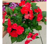 Semi di non mi toccare esotici giardino impatiens, per i luoghi soleggiati resistenti per giardinieri serre balcone rari ornamentali 450pcs