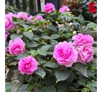 Semi di non mi toccare estivi biologici impatiens, semi di primaverili resistenti per i luoghi soleggiati esotici 150pcs