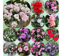 Semi di non mi toccare impatiens, serre balcone esotici giardino resistenti estivi biologici per giardinieri 600pcs