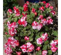 Semi di non mi toccare per i luoghi soleggiati impatiens, per giardinieri antiche varietà di balcone semi esotici giardino balcone 30pcs