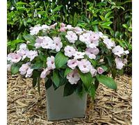 Semi di non mi toccare rari ornamentali impatiens, resistenti per giardini rocciosi balcone rialzata per i luoghi soleggiati decorazioni giardino 650pcs