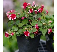 Semi di non mi toccare resistenti impatiens, antiche varietà di balcone per i luoghi soleggiati decorazioni giardino per esterni semi 30pcs