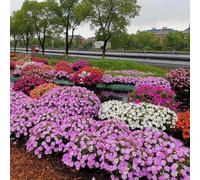 Semi di non mi toccare resistenti impatiens, semi di selvatici serre balcone esotici giardino primaverili estivi biologici per 80pcs