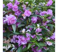 Semi di non mi toccare semi di impatiens, per i luoghi soleggiati serre balcone decorazioni giardino per esterni selvatici estivi biologici antiche varietà 350pcs