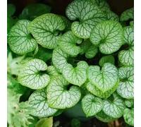 Semi di non-ti-scordar-di-me del Caucaso - balcone resistenti biologici perenni aiuola rialzata 200pcs