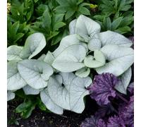 Semi di non-ti-scordar-di-me del Caucaso - Brunnera macrophylla - resistenti per balconi da balcone resistenti semi da giardino 450pcs