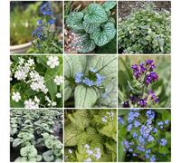 Semi di non-ti-scordar-di-me del Caucaso - da balcone resistenti perenni Brunnera macrophylla - biologici perenni semi da giardino 400pcs