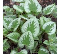 Semi di non-ti-scordar-di-me del Caucaso - giardino perenne tappezzanti resistenti biologici perenni 300pcs