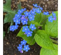 Semi di non-ti-scordar-di-me del Caucaso - giardino perenni resistenti 50pcs