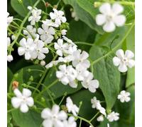 Semi di non-ti-scordar-di-me del Caucaso - giardino resistenti perenne balcone giardino 350pcs