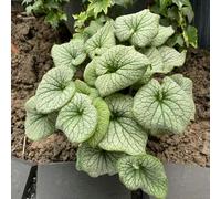 Semi di non-ti-scordar-di-me del Caucaso - interno in vaso esterni giardino resistenti perenne 100pcs