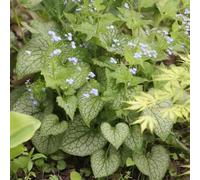 Semi di non-ti-scordar-di-me del Caucaso - perenni aiuola rialzata da giardino resistenti biologici 250pcs