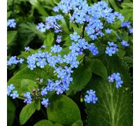 Semi di non-ti-scordar-di-me del Caucaso - perenni Brunnera macrophylla - da balcone resistenti perenni semi di tappezzante 100pcs
