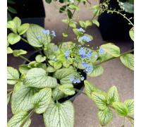 Semi di non-ti-scordar-di-me del Caucaso - perenni Brunnera macrophylla - tappezzante vecchie varietà di semi da balcone resistenti 80pcs